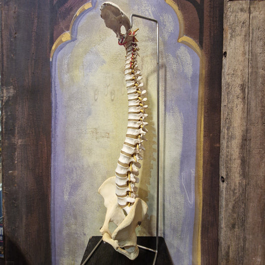 Chiropractor's mid 20th century model human spine on stand